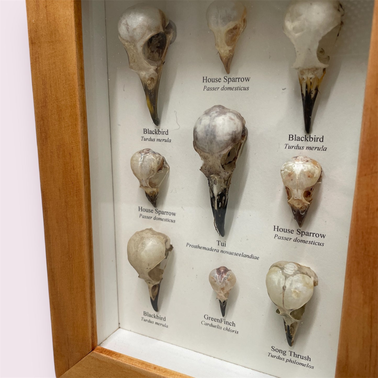 The lovely bones - Sue Ellis