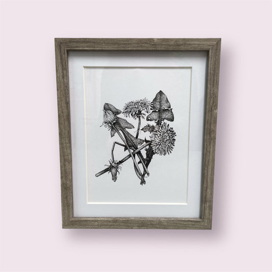 Dandelion Taraxacum officinale - Sue Ellis