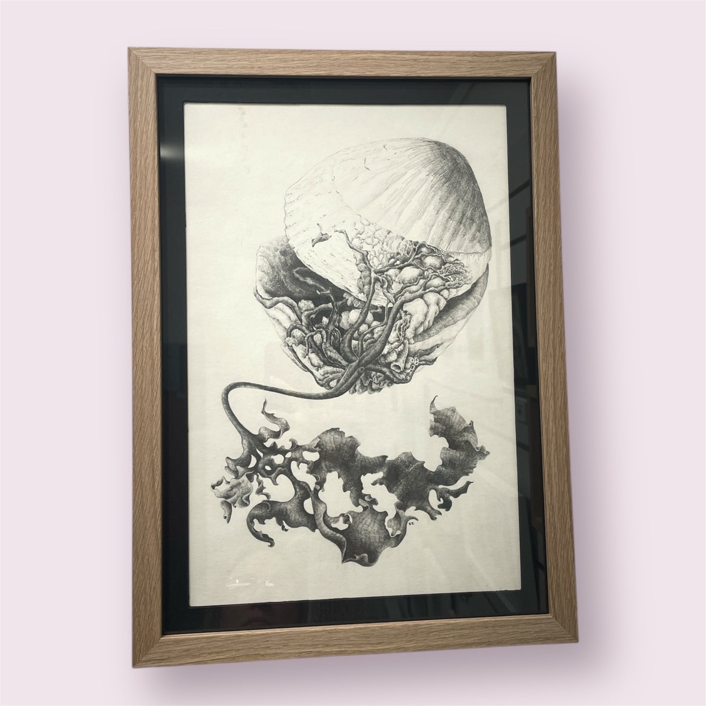 A Curious Clam - Sue Ellis