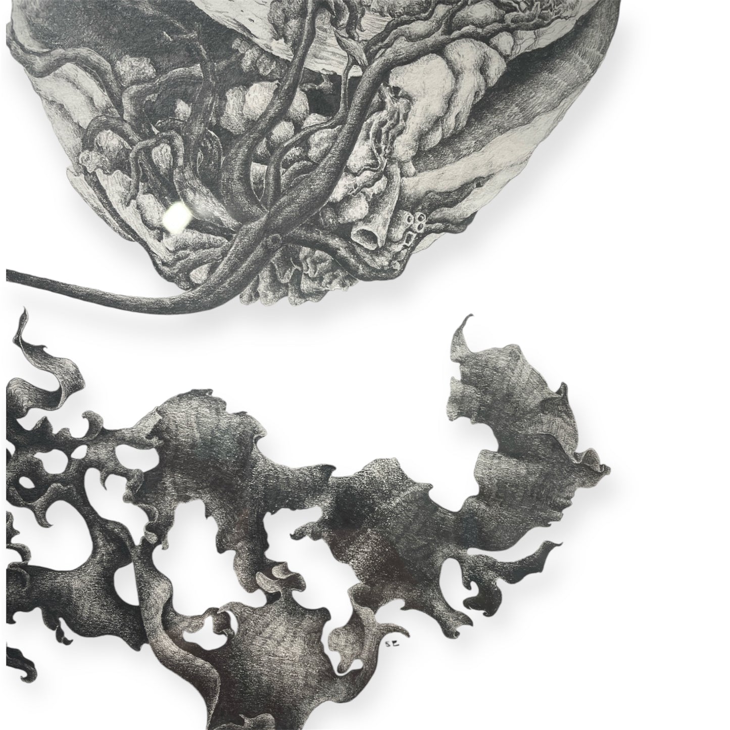 A Curious Clam - Sue Ellis