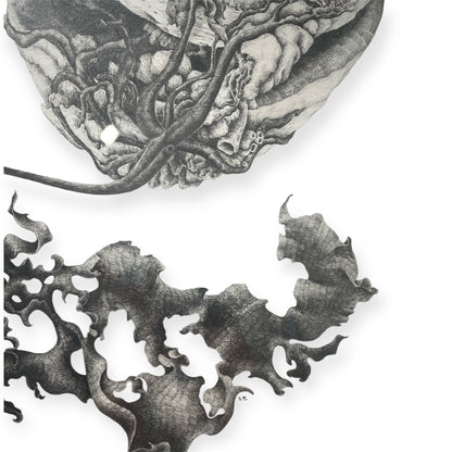 A Curious Clam - Sue Ellis