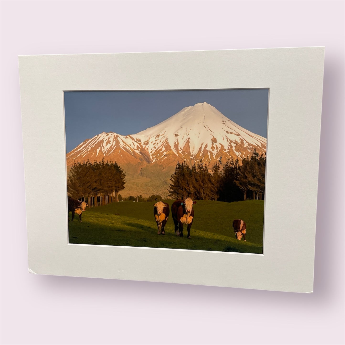Assorted large matted photographs - Amy Taunt