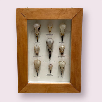 The lovely bones - Sue Ellis