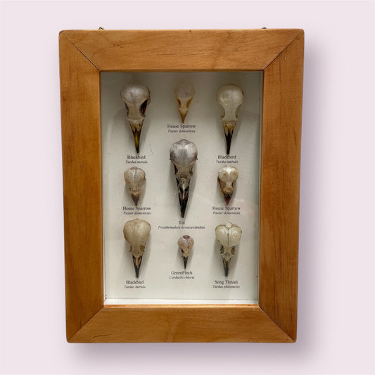 The lovely bones - Sue Ellis