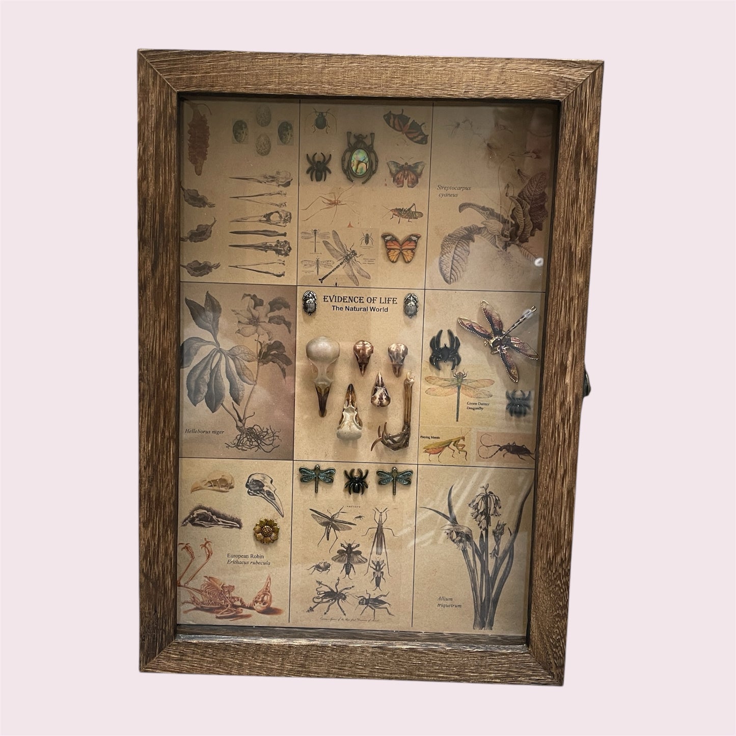 Evidence of Life: The Natural World - Sue Ellis
